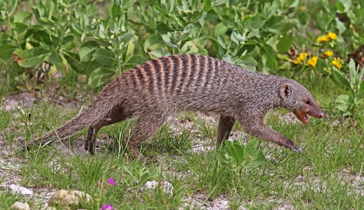 Banded Mongoose in Tanzania